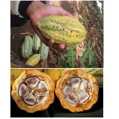 <span><b>COKLAT-(CACAO)</b></span>