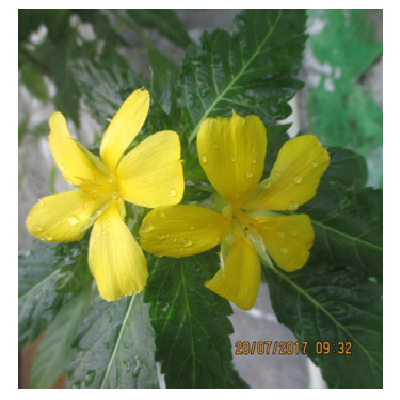 <span>DAMIANA</span>