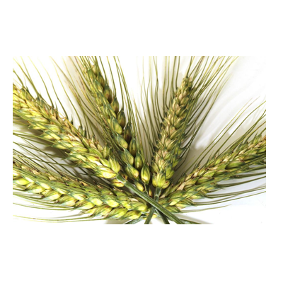 <span><b>GANDUM-(WHEAT)</b></span>