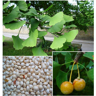 <span><b>GINKGO,-MAIDENHAIR-TREE</b></span>