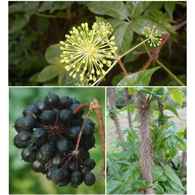 <span><b>GINSENG-SIBERIA-(SIBERIAN-GINSENG)</b></span>