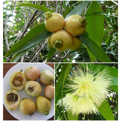 <span><b-style="">JAMBU-MAWAR(ROSE-APPLE)</b></span>