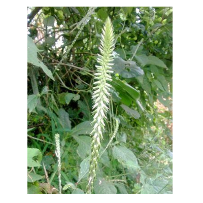 <span><b>JARONG,-SANGKETAN-(CHAFF-FLOWER)</b></span>